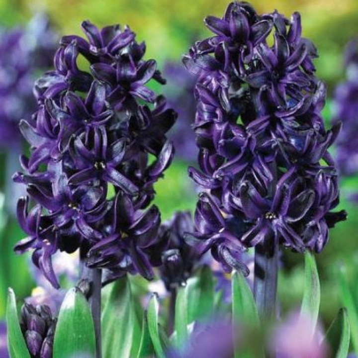 Гиацинт Дарк Дименшн садовый